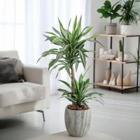 Drachenbaum Dracaena Deremensis White Stripe 17cm