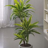 Drachenbaum Dracaena Deremensis Lemon Lime 17cm