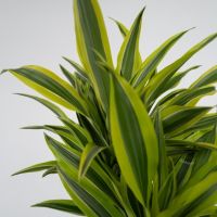 Drachenbaum Dracaena Deremensis Lemon Lime 17cm