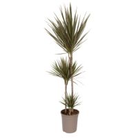 Drachenbaum XL Dracaena Bicolor 24cm