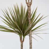 Drachenbaum XL Dracaena Bicolor 24cm