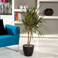 Drachenbaum XL Dracaena Bicolor 24cm