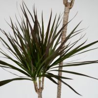Drachenbaum XL Dracaena Marginata 24cm