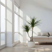 Drachenbaum XL Dracaena Marginata 24cm