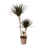 Drachenbaum XL Dracaena Magenta 24cm