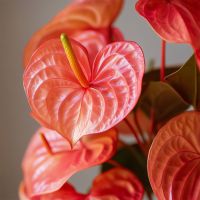Flamingoblume Anthurium Madural Orange 17cm