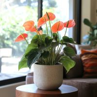 Flamingoblume Anthurium Madural Orange 17cm