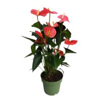 Flamingoblume Anthurium Maine Pink 17cm