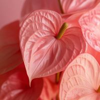 Flamingoblume Anthurium Maine Pink 17cm