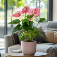 Flamingoblume Anthurium Maine Pink 17cm