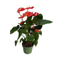 Flamingoblume Anthurium Madural Red 17cm
