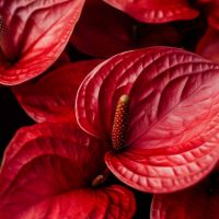 Flamingoblume Anthurium Madural Red 17cm