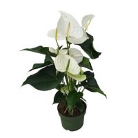 Flamingoblume Anthurium Alaska White 17cm