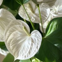 Flamingoblume Anthurium Alaska White 17cm