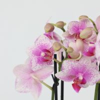 Schmetterlingsorchidee Multi Phalaenopsis rosa 12cm