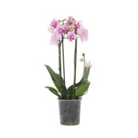 Schmetterlingsorchidee Multi Phalaenopsis rosa 12cm