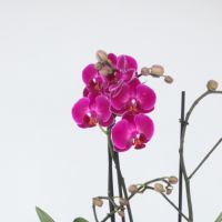 Schmetterlingsorchidee Multi Phalaenopsis lila 12cm