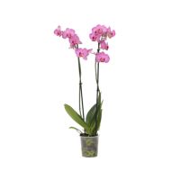 Schmetterlingsorchidee Phalaenopsis lila 12cm