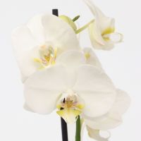 Schmetterlingsorchidee Phalaenopsis weiß 12cm