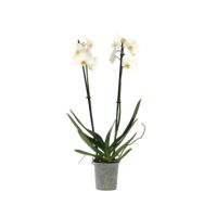 Schmetterlingsorchidee Phalaenopsis weiß 12cm