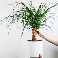 Elefantenfuß Große Beaucarnea 21cm