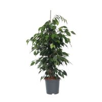 Geigenpflanze Ficus Benjamina Danielle XL 21cm