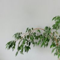 Geigenpflanze Ficus Benjamina Danielle XL 21cm