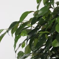 Geigenpflanze Ficus Benjamina Danielle XL 21cm