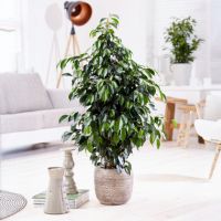 Geigenpflanze Ficus Benjamina Danielle XL 21cm