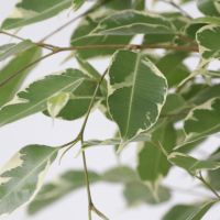 Geigenpflanze Ficus Benjamina Twilight XL 21cm