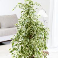Geigenpflanze Ficus Benjamina Twilight XL 21cm