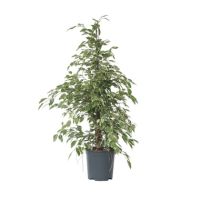 Geigenpflanze Ficus Benjamina Twilight XL 21cm