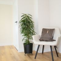 Geigenpflanze Ficus Binnendiijkii Alii XL 21cm