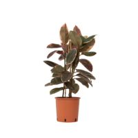 Gummibaum Ficus Elastica Belize 24cm