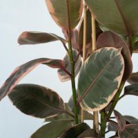 Gummibaum Ficus Elastica Belize 24cm