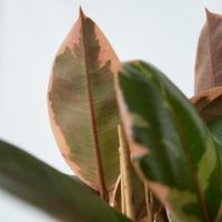 Gummibaum Ficus Elastica Belize 24cm