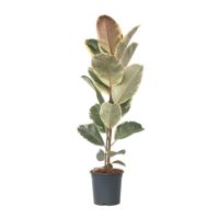 Gummibaum Ficus Elastica Tineke 24cm