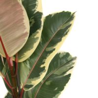 Gummibaum Ficus Elastica Tineke 24cm