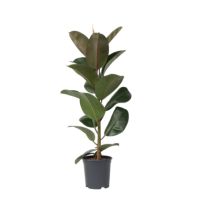 Gummibaum Ficus Elastica Robusta 24cm