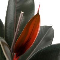 Gummibaum Ficus Elastica Abidjan 24cm