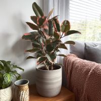 Gummibaum Ficus Elastica Belize 24cm
