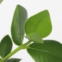 Balsamapfel Clusia Glasvase 20cm