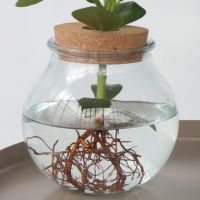 Balsamapfel Clusia Glasvase 20cm