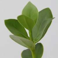 Balsamapfel Clusia Glasvase 20cm