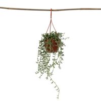 Bananenschnur Senecio 12cm