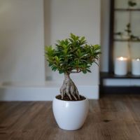 Bonsaibaum Ficus Ginseng 12cm
