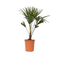Chinesische Hanfpalme XL Trachycarpus Fortunei 21cm