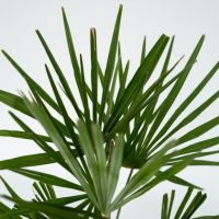 Chinesische Hanfpalme XL Trachycarpus Fortunei 21cm