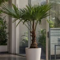 Chinesische Hanfpalme XL Trachycarpus Fortunei 21cm