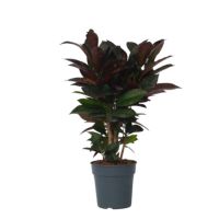 Croton Wunderstrauch Codiaeum Mrs. Iceton 19cm